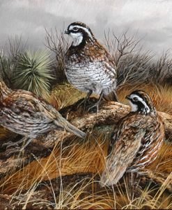 Bobwhite Trio 2