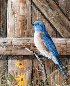 Old Barn Watcher