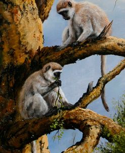 Vervet Pair