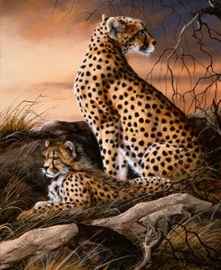 Cheetahs Of Dusk