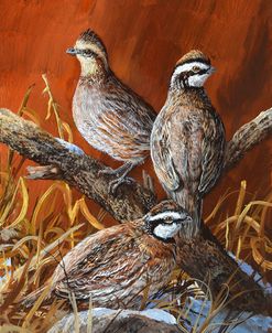 Bobwhite Trio 4