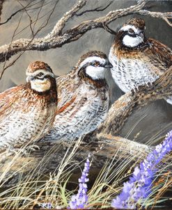 Bobwhite Trio