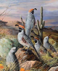 Evening Gathering