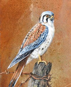 Kestrel’s Vantage