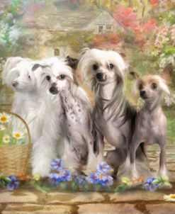 Chinese Crested