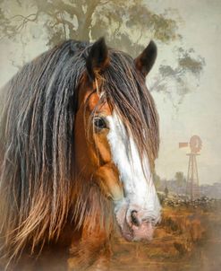 Clydesdale Love