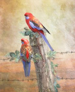 Crimson Rosella