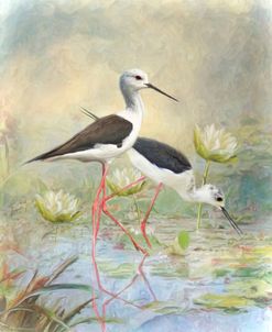 Black Winged Stilt