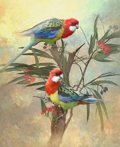 Eastern Rosella