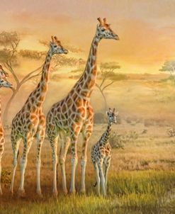 Giraffe Family