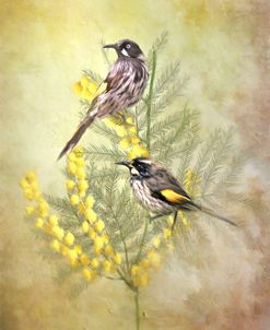 New Holland Honeyeater