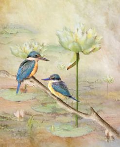 Sacred Kingfisher