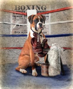 The Boxer