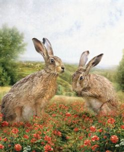 Spring Hares