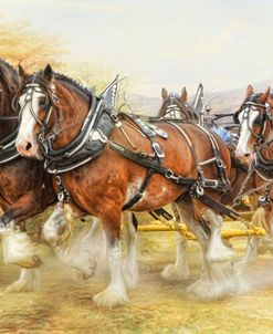 Clydesdales in Harness