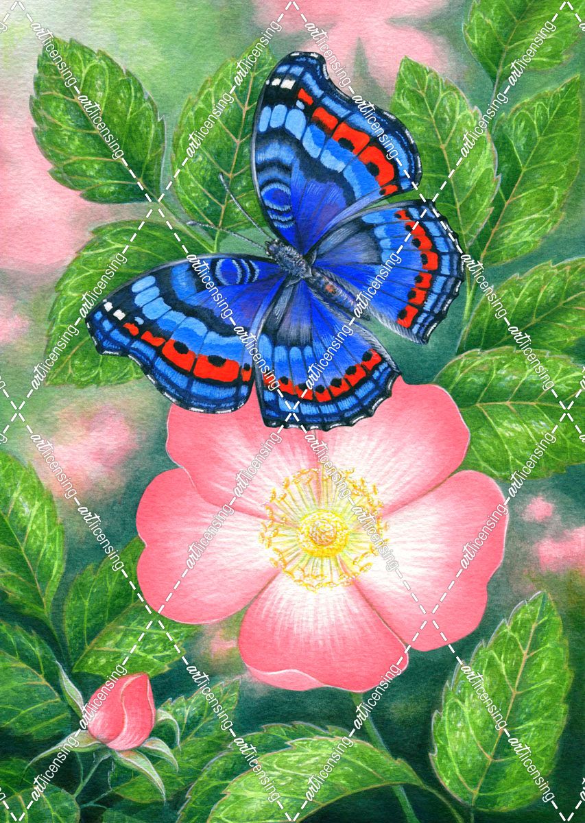 Blue Butterfly and Rose