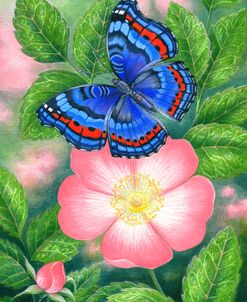 Blue Butterfly and Rose