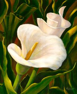 Calla Lily