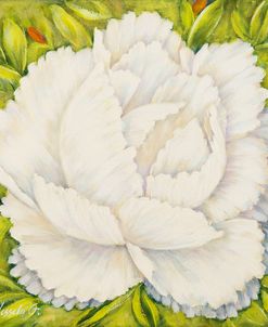 White Peony