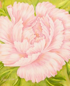 Pink Peony