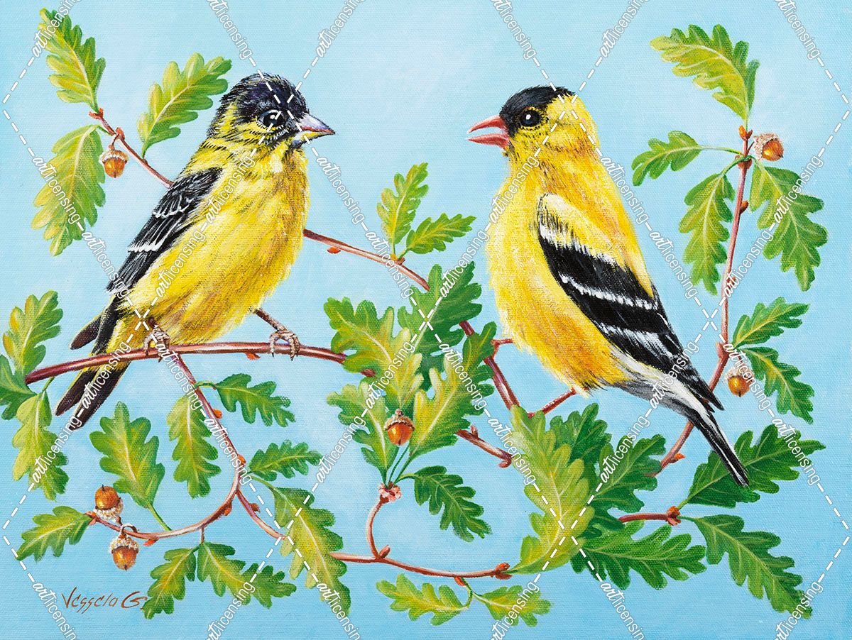 American Goldfinch and His Lesser Cousin