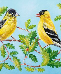 American Goldfinch and His Lesser Cousin