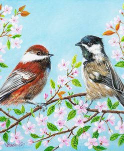 Chickadees in the Spring