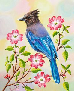 Steller’s Jay