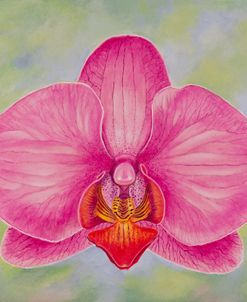 Pink Orchid