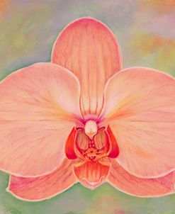 Coral Orchid