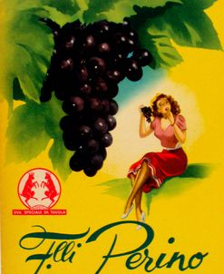Gianrosa 1955 – Grapes