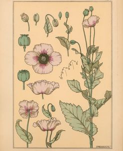 Plate 04 – Poppy