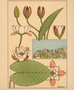 Plate 07 – Water-Lily