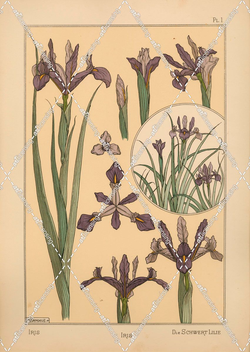 Plate 01 – Iris