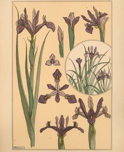 Plate 01 – Iris