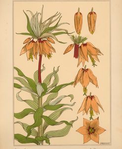 Plate 16 – Crown Imperial