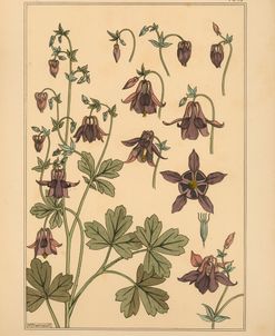 Plate 10 – Columbine