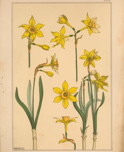 Plate 28 – Jonquil