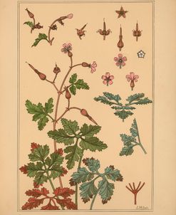 Plate 19 – Geranium