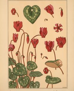 Plate 22 – Cyclamen