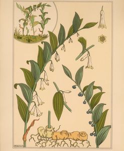 Plate 34 – Solomon’s Seal