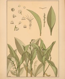 Plate 37 – Lily of the Valley