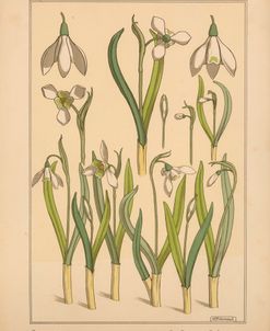 Plate 31 – Snowdrop