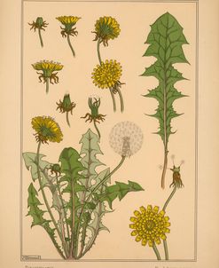 Plate 43 – Dandelion