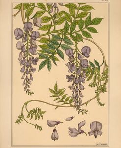 Plate 46 – Glycine