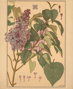 Plate 49 – Lilac