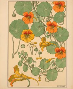 Plate 40 – Nasturtium