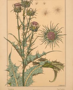 Plate 58 – Thistle