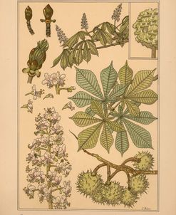 Plate 52 – Chestnut-tree