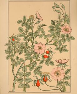 Plate 67 – Wild Rose